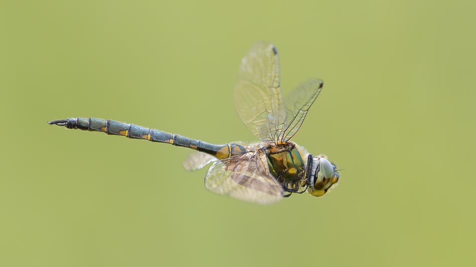 Somatochlora flavomaculata (Yellow-spotted Emerald) flight 2.jpg